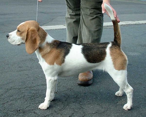 Broken rabbit hot sale beagles for sale