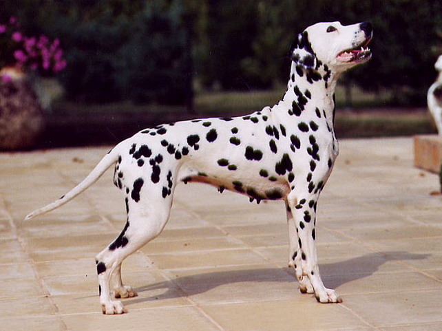 Spotted hot sale dalmatian dog