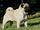 Pug