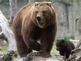 Kamchatka Brown Bear