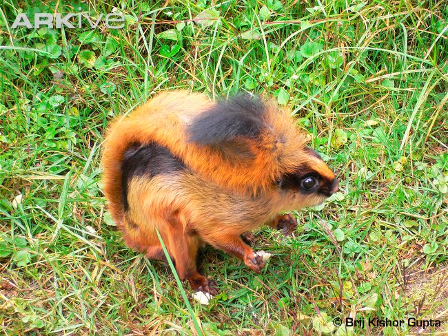 Namdapha Flying Squirrel | Animal Database | Fandom