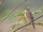 Wedge-tailed Grass Finch