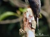 Sunda Cuckoo