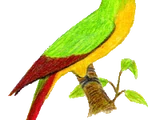 Dominican Green-and-Yellow Macaw