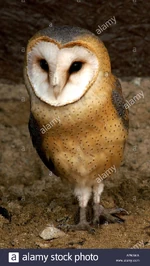 European-barn-owl-tyto-alba-guttata-APKAKA
