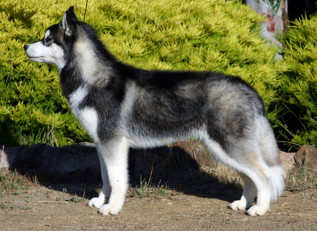 are siberian huskies endangered