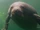 Amazonian Manatee