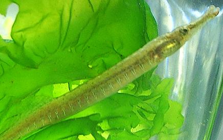 Caribbean Pipefish | Animal Database | Fandom