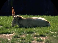 Saiga tatarica