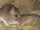 Bolivian Chinchilla Rat