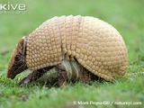 Brazilian Three-banded Armadillo