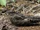 Blackish Nightjar