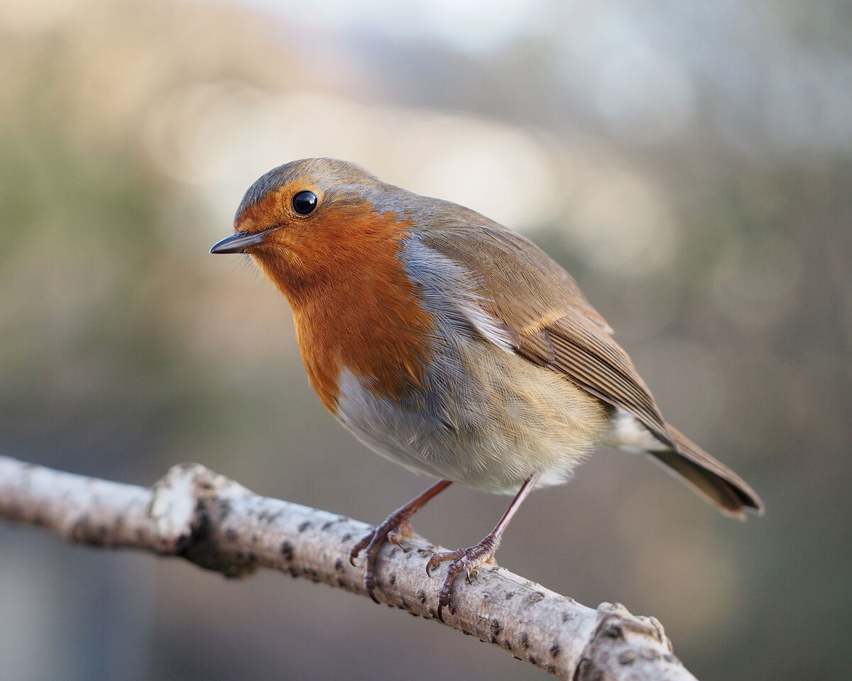 European robin guide: diet, habitat and species facts - Discover