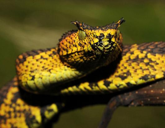 Spider-tailed horned viper - Wikipedia