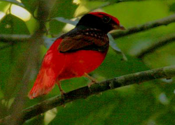 Guianan Red Cotinga Animal Database Fandom Guianan Red Cotinga Animal Database Fandom