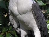 White-bellied Sea Eagle