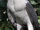 White-bellied Sea Eagle
