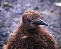 King penguin chick