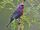 Varied Bunting