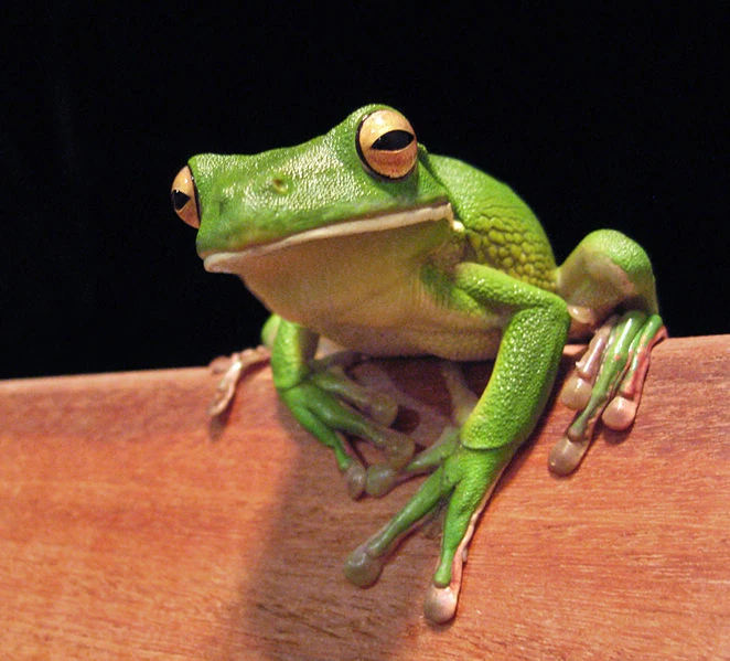 White-lipped Tree Frog | Animal Database | Fandom