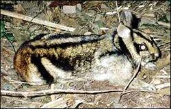 Annamite Striped Rabbit | Animal Database | Fandom