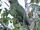 Black-billed Amazon