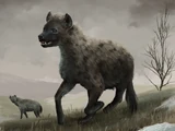 Cave Hyena