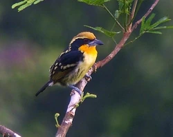 Gilded barbet