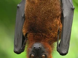 Large Flying Fox