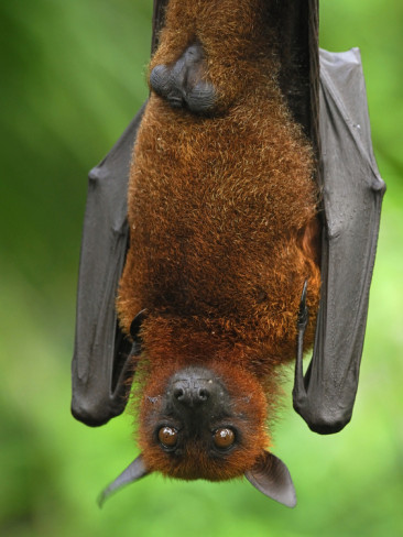 giant flying fox bat