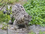 Snow Leopard
