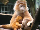 Javan Lutung