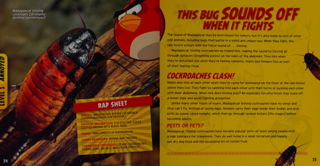 Madagascar Hissing Cockroach Animal Database Fandom