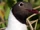 Black-headed Gull
