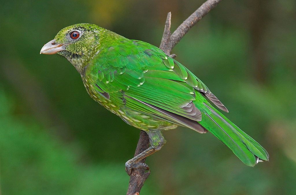 Green Catbird Animal Database Fandom