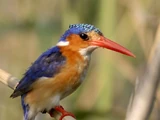 Príncipe Kingfisher
