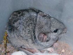 Chinchilla rat online
