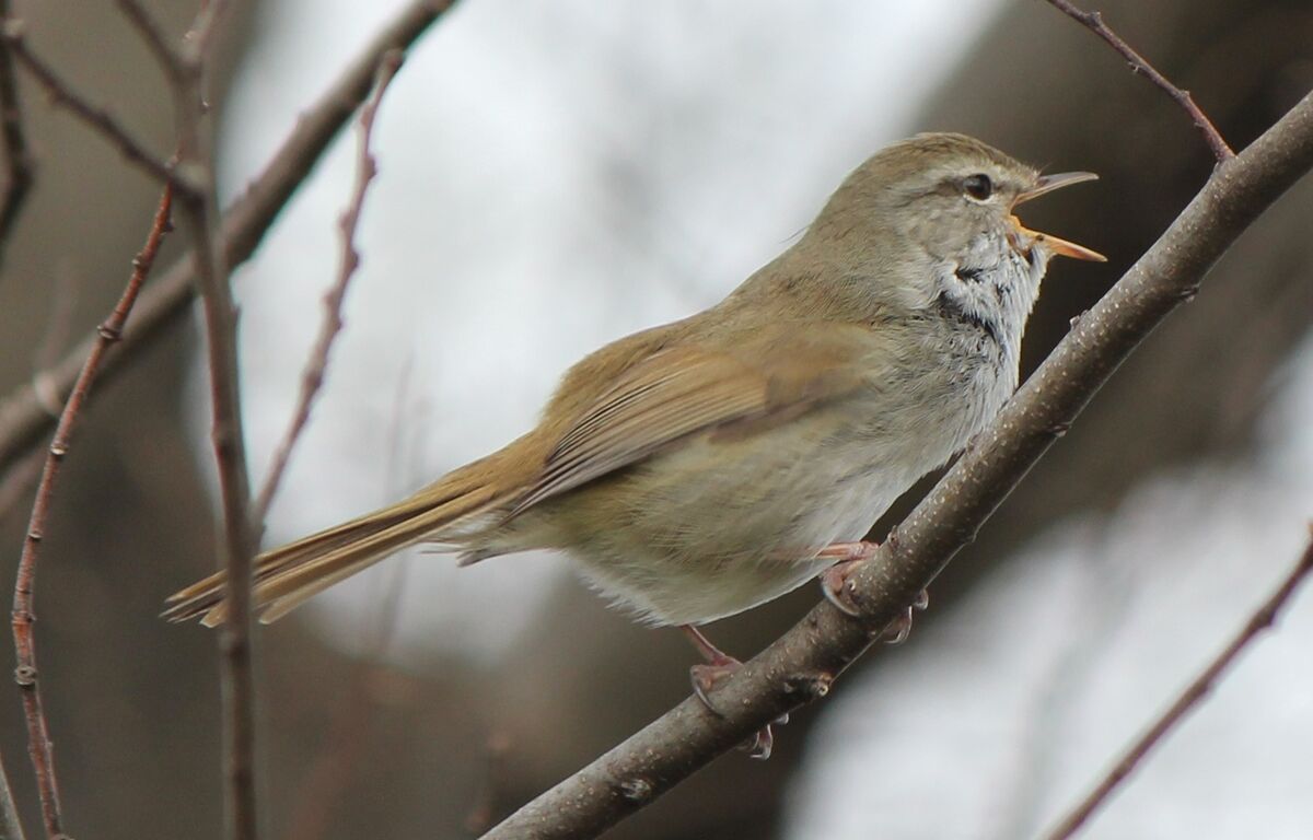 Brown-flanked Bush Warbler, Animal Database