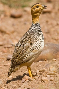 Coqui-Francolin-6139