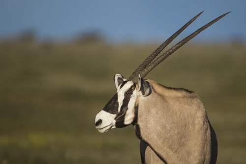Gemsbok portrait in Etosha National Park, Namibia