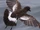 Pincoya Storm Petrel