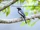 McGregor's Cuckooshrike