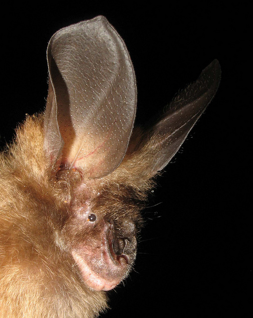 Bate's Slit-faced Bat | Animal Database | Fandom