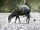 Yellow-backed Duiker