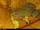 De Witte's Clawed Frog