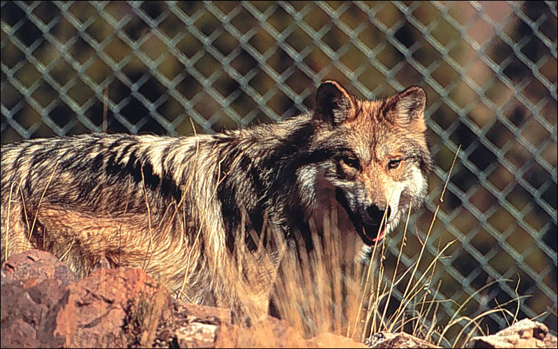 Мексиканский волк. Волк в неволе. Мексиканский серый волк. Хищники Мексики волк. Реинтродукции диких животных