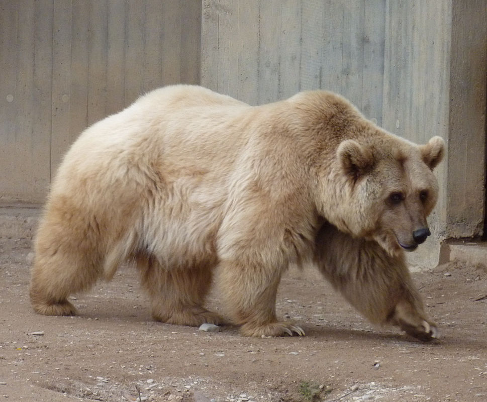 Syrian Brown Bear