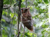 Maned Owl