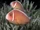Pink Skunk Clownfish