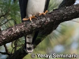 Black-and-white Hawk-eagle